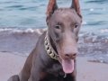 8 AYLIK ÜST DÜZEY ERKEK DOBERMAN 