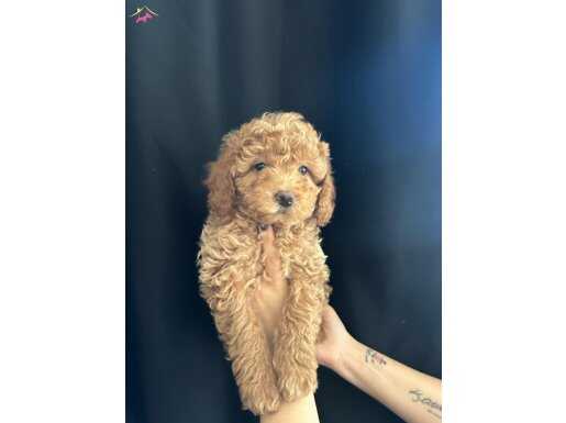 GÜZELLİĞİ İLE CAN YAKAN ORJİNEL AAFKAN TOY POODLE 