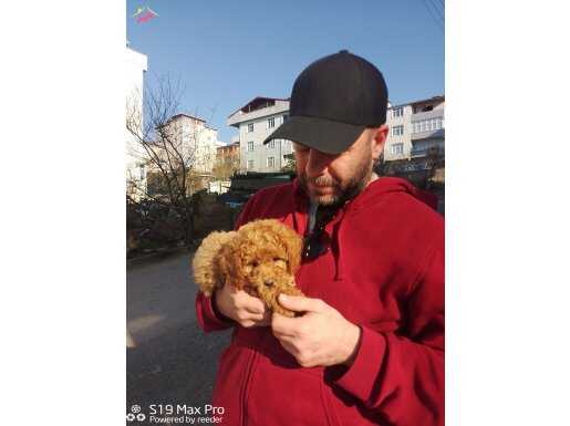 SAĞLIK VE IRK GARANTİLİ TOY POODLE YAVRULARIM HARİKASAL 