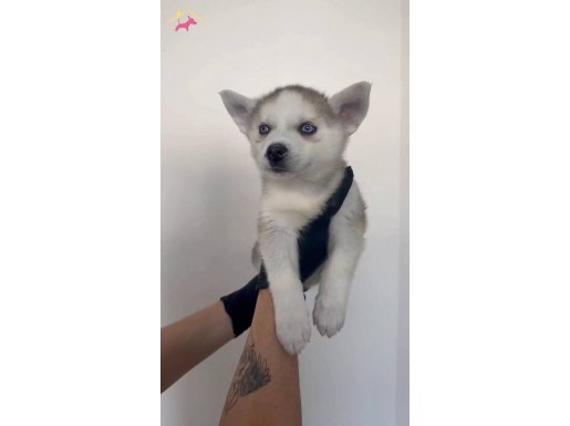 SAĞLIK VE IRK GARANTİLİ HUSKYLER MAVİ BONCUKLAR 