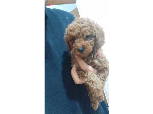 SAĞLIK VE IRK GARANTİLİ TOY POODLE YAVRULARIM HARİKA