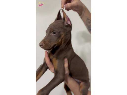 ESTETİKLİ SAĞLIK VAR GARANTİLİ DOBERMAN YAVRULARIM