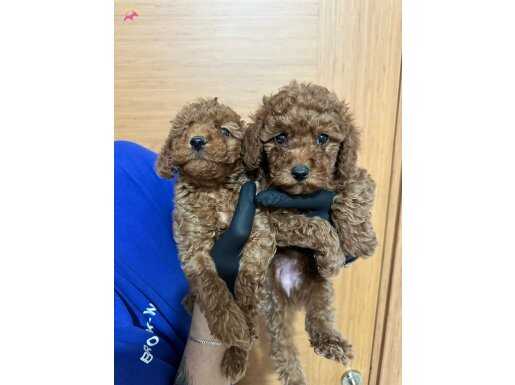 SAĞLIK VE IRK GARANTİLİ TOY POODLE YAVRULARIM 