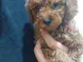SAĞLIK VE IRK GARANTİLİ TOY POODLE YAVRULARIM HARİKA