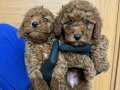 SAĞLIK VE IRK GARANTİLİ TOY POODLE YAVRULARIM 