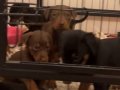 Sağlık ve ırk garantili doberman 