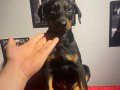 SAĞLIK VE IRK GARANTİLİ DOBERMANLAR