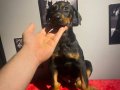 SAĞLIK VE IRK GARANTİLİ DOBERMANLAR