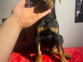 SAĞLIK VE IRK GARANTİLİ DOBERMANLAR