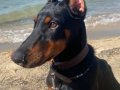 TÜM AŞILARI TAMAMLANMIŞ SAFKAN DOBERMAN