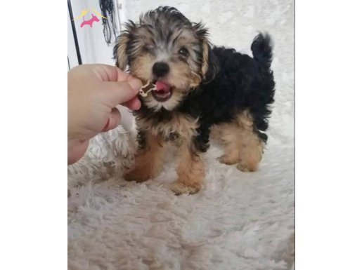 Küçük kiz  yeni yuvasini ariyor