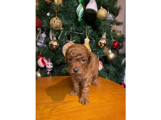  kore toy poodle erkek red brown yavru