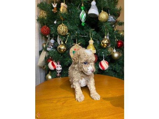 güzel rengi beyaz izleri ile teacup toy poodle apricot yavru