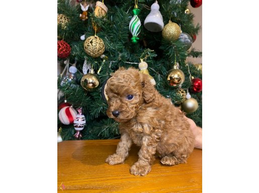 Güzel yüzlü toy poodle kız yavru