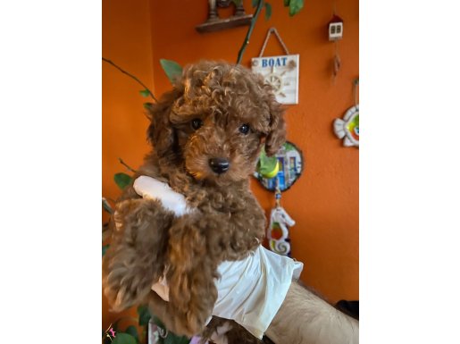 Yılbaşı Kurabiyesi Kore Kan Red Brown Toy poodle yavru