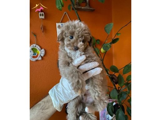 Yılbaşı kurabiyesi renkli gözlü toy poodle yavru