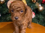  kore toy poodle erkek red brown yavru