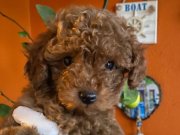 Yılbaşı Kurabiyesi Kore Kan Red Brown Toy poodle yavru