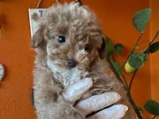 Yılbaşı kurabiyesi renkli gözlü toy poodle yavru