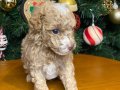 güzel rengi beyaz izleri ile teacup toy poodle apricot yavru