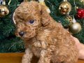 Güzel yüzlü toy poodle kız yavru