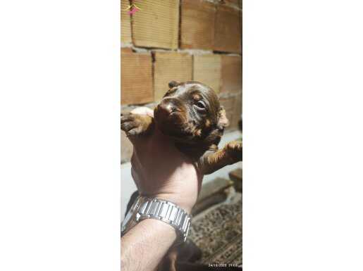 SAFKAN DOBERMAN KIZIL YAVRULARI 