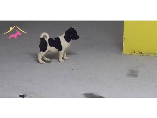 2 AYLIK AMERİKAN AKİTA YAVRULAR