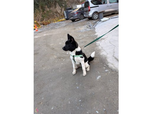 5 AYLIK SAFKAN AMERİKAN AKİTA