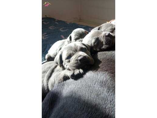 Blue cane corso yavruları 