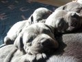 Blue cane corso yavruları 