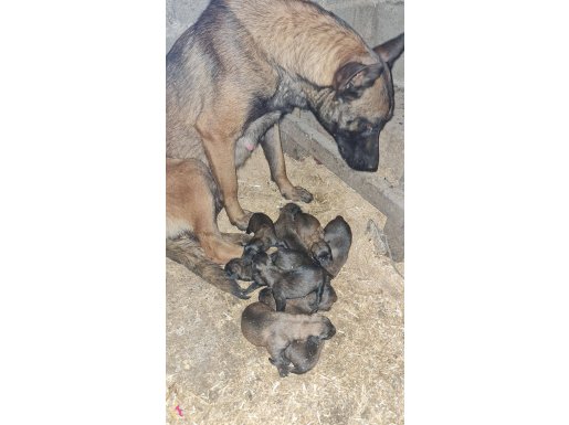 Belçika Molinois Köpeği Yavru (yeni doğdu)