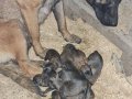 Belçika Molinois Köpeği Yavru (yeni doğdu)