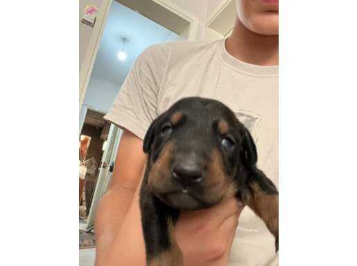 İyi Irk Doberman 
