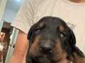 İyi Irk Doberman 