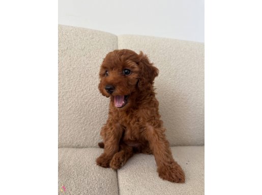 Toy poodle 2 Aylık Koyu Renk