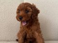 Toy poodle 2 Aylık Koyu Renk