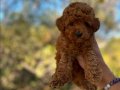 RUHSATLI İŞLETMEDEN SAFKAN TOY POODLE