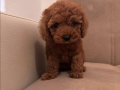RUHSATLI İŞLETMEDEN SAFKAN TOY POODLE