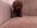RUHSATLI İŞLETMEDEN SAFKAN TOY POODLE