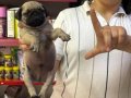 PUG YAVRULARIM SAĞLIK VE IRK GARANTİLİDİR
