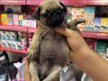 PUG YAVRULARIM SAĞLIK VE IRK GARANTİLİDİR