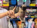 PUG YAVRULARIM SAĞLIK VE IRK GARANTİLİDİR