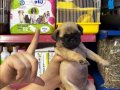 PUG YAVRULARIM SAĞLIK VE IRK GARANTİLİDİR