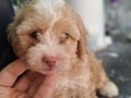 MALTİPOO YAVRULARIM SAĞLIK VE IRK GARANTİLİDİR
