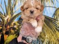 MALTİPOO YAVRULARIM SAĞLIK VE IRK GARANTİLİDİR