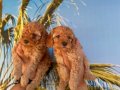 MALTİPOO YAVRULARIM SAĞLIK VE IRK GARANTİLİDİR