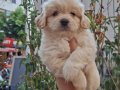 MALTİPOO YAVRULARIM SAĞLIK VE IRK GARANTİLİDİR