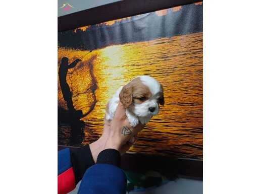 Ev Yapımı Sevgi: Maskeli Cavalier King Charles Yavrusu
