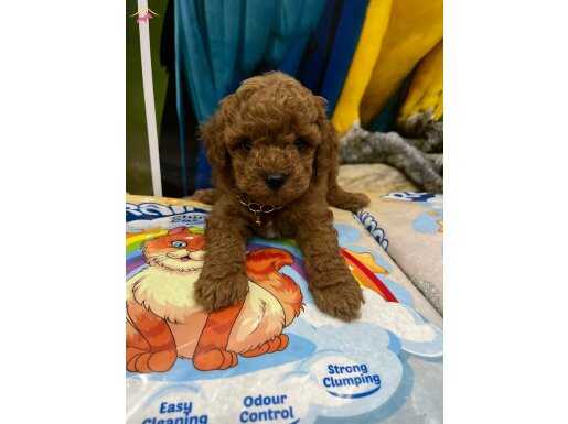 Red Brown Toypoodle yavrumuz 