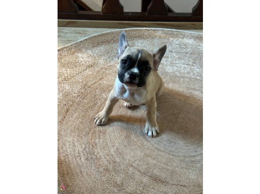 3 aylık French Bulldog yavrularımız